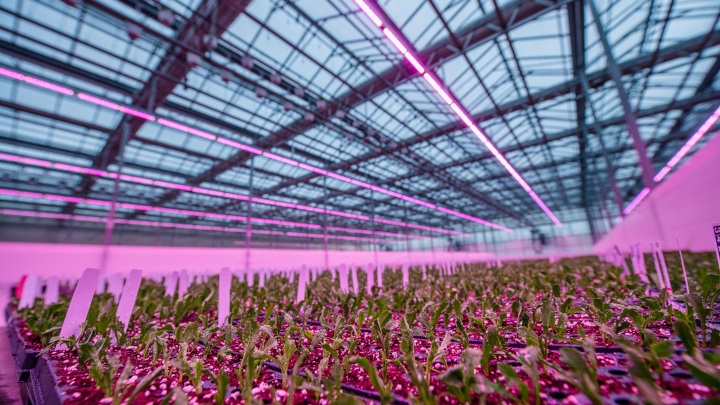 Signify clearance horticulture lighting